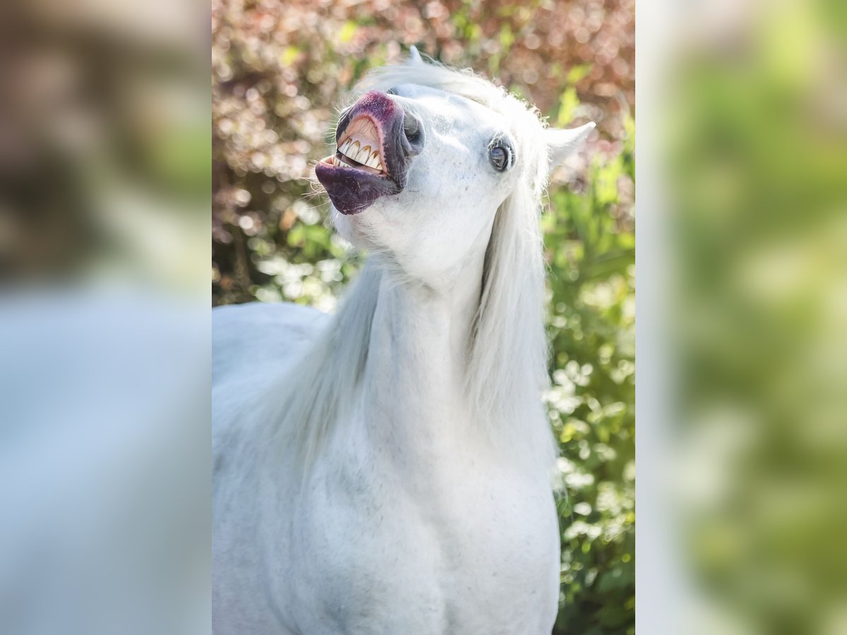 Shetland Ponies Mare 27 years 10,1 hh Gray in Elterlein