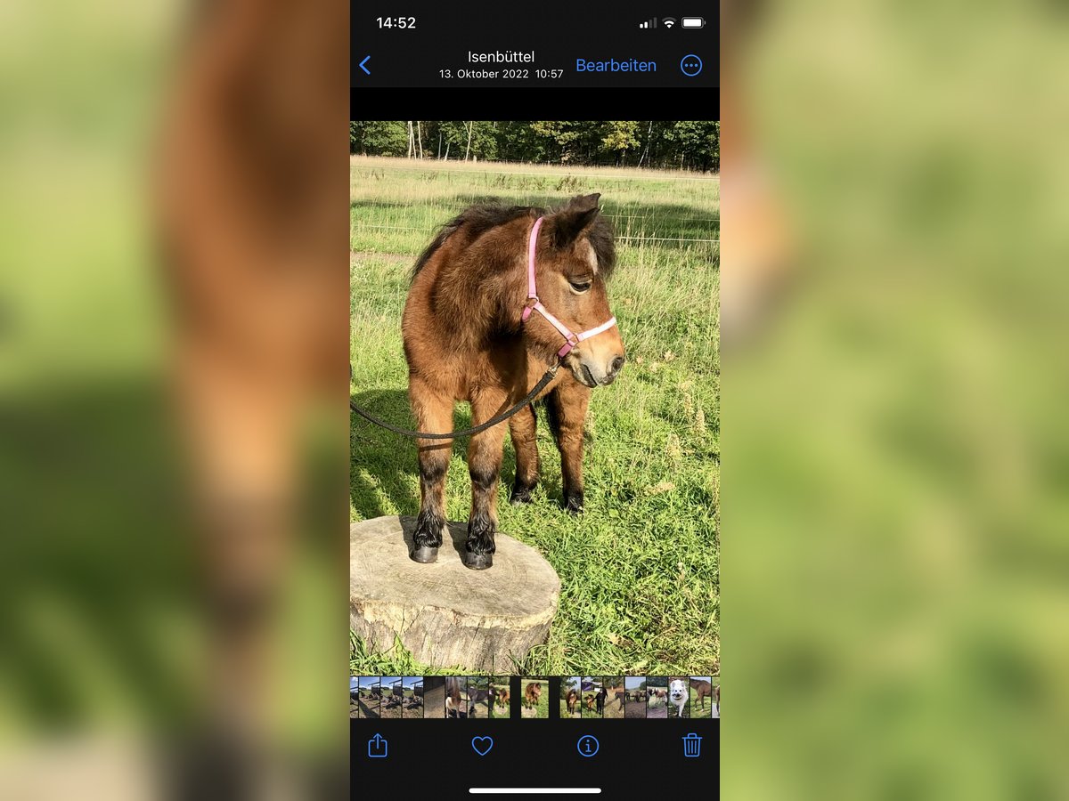 Shetland Ponies Mix Mare 27 years 10,2 hh Brown in Ribbesbüttel