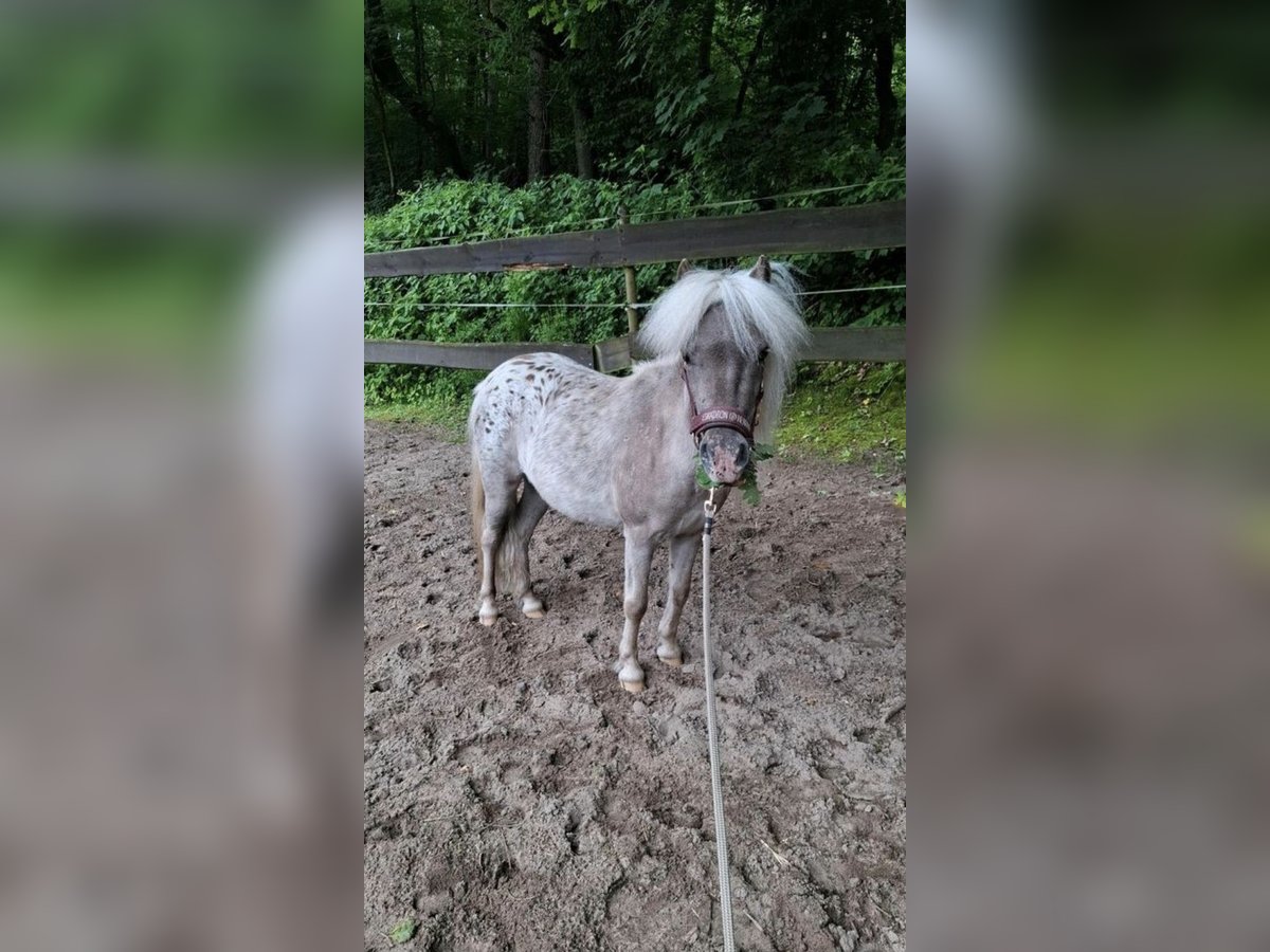 Shetland Ponies Mare 2 years 10,1 hh Leopard-Piebald in Bielefeld