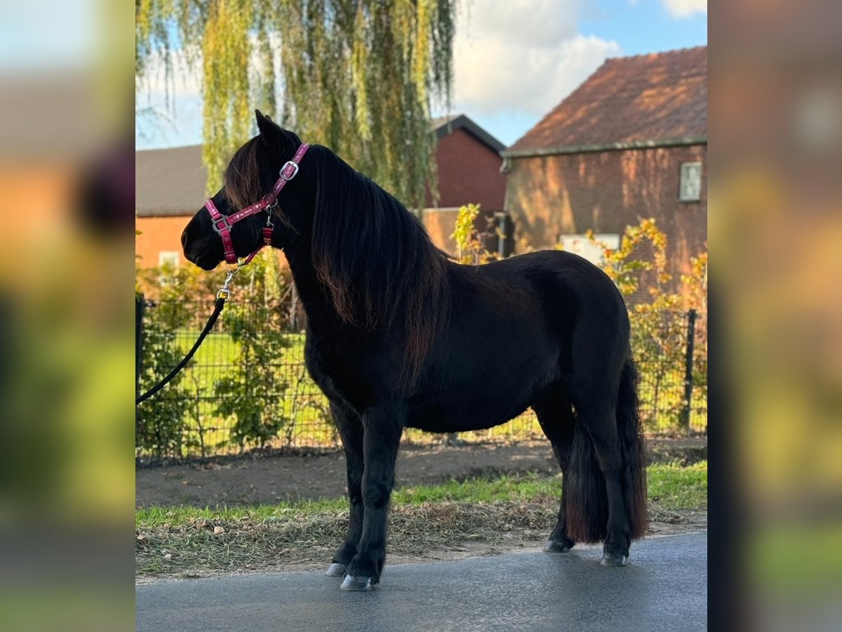 Shetland Ponies Mare 2 years 10,3 hh Black in Wernhout