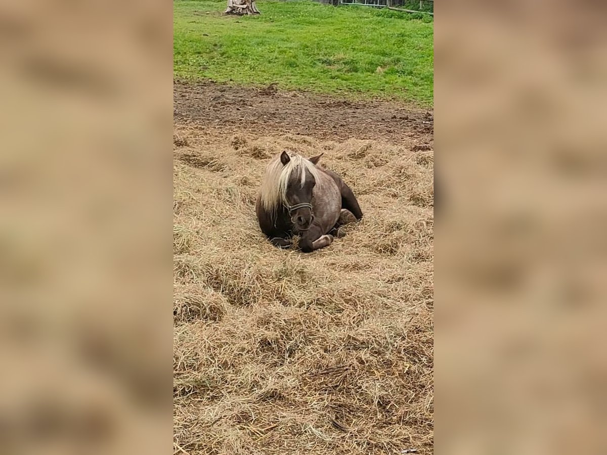 Shetland Ponies Mare 2 years 10 hh Black in Rehburg-Loccum