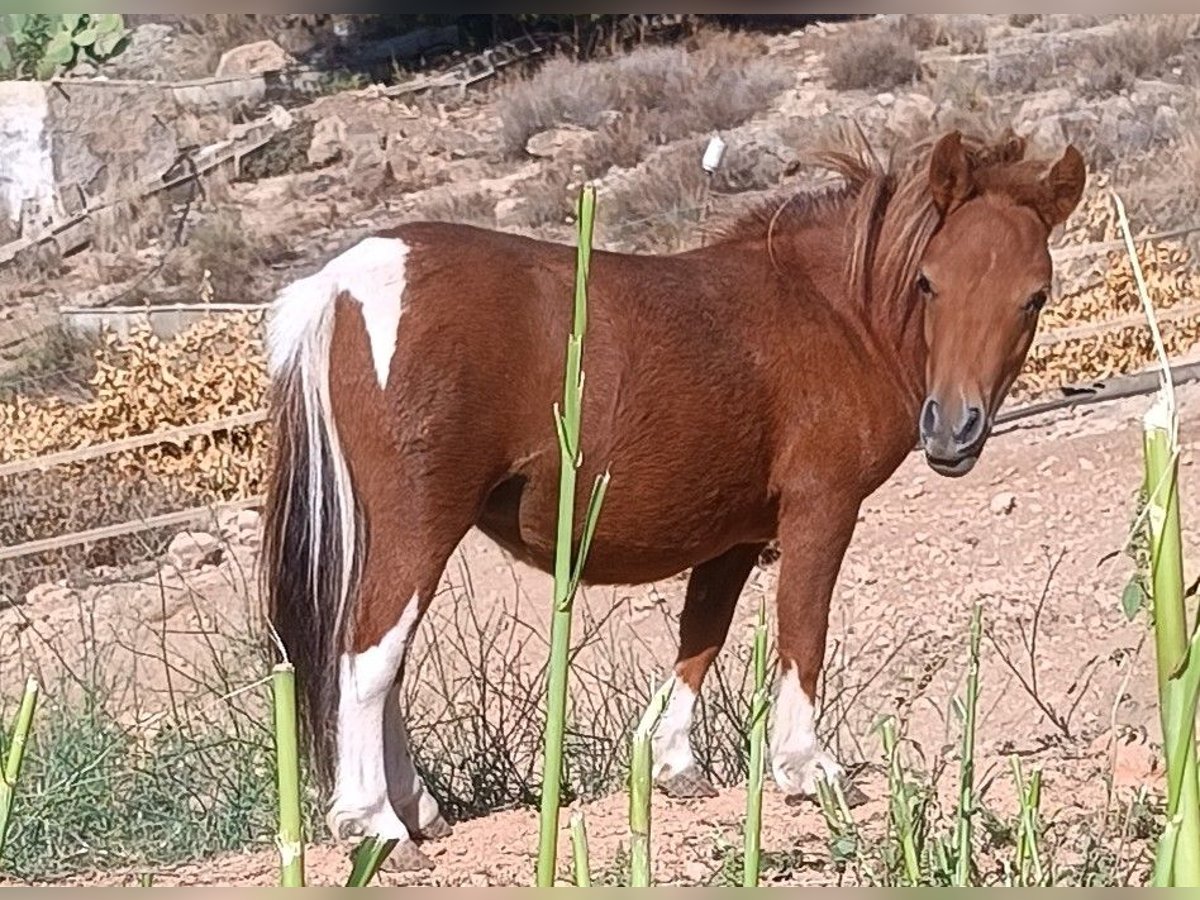 Shetland Ponies Mare 2 years 7,1 hh Pinto in Illar