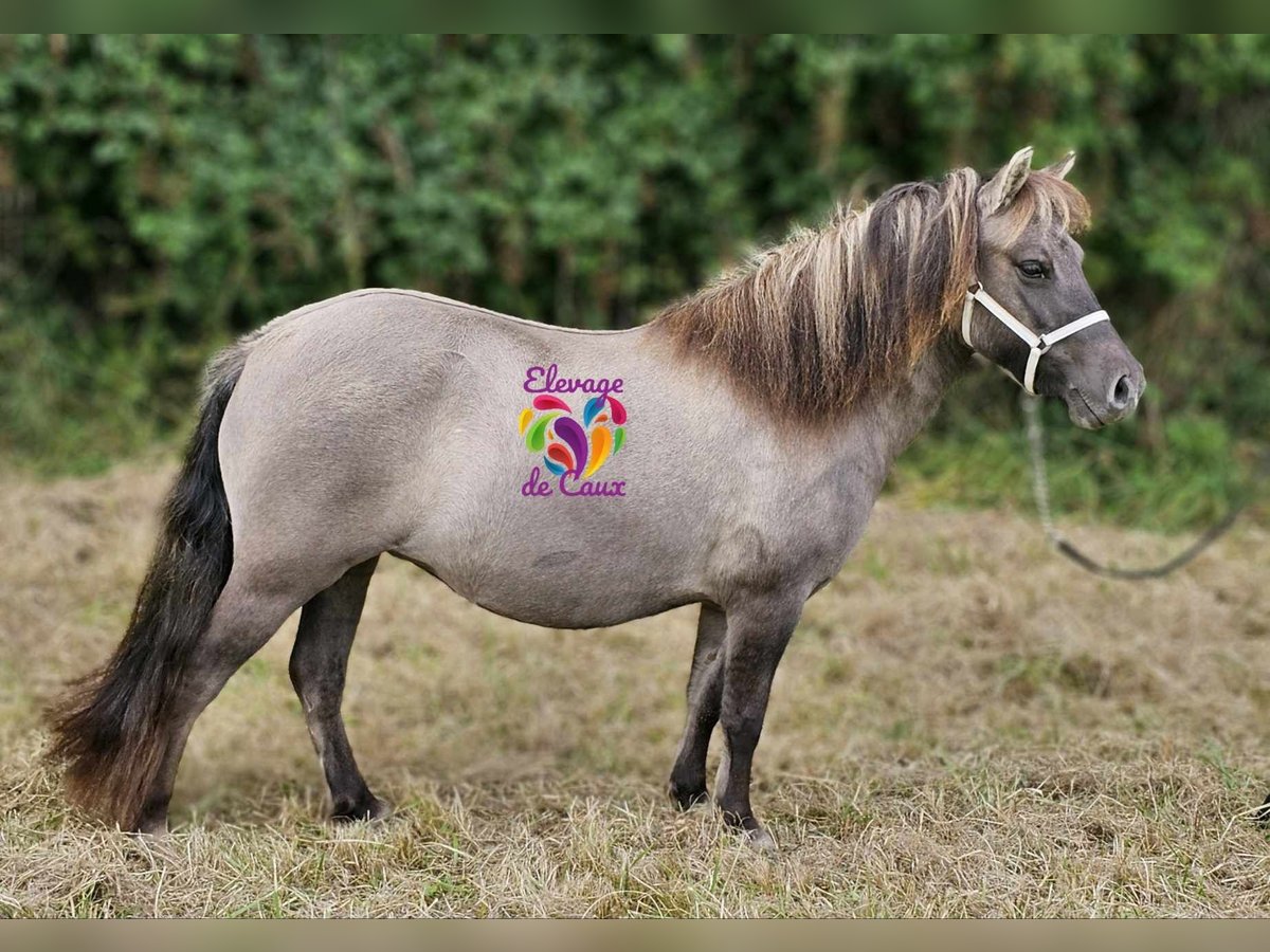 Shetland Ponies Mare 3 years 10,1 hh Grullo in Ecouché-les-Vallées