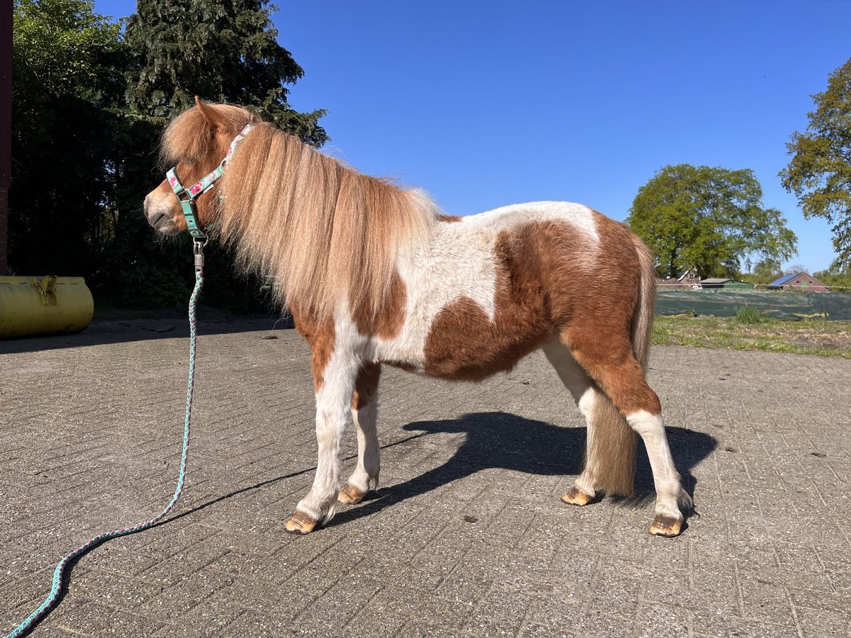 Shetland Ponies Mare 3 years 9,1 hh Pinto in Ringe