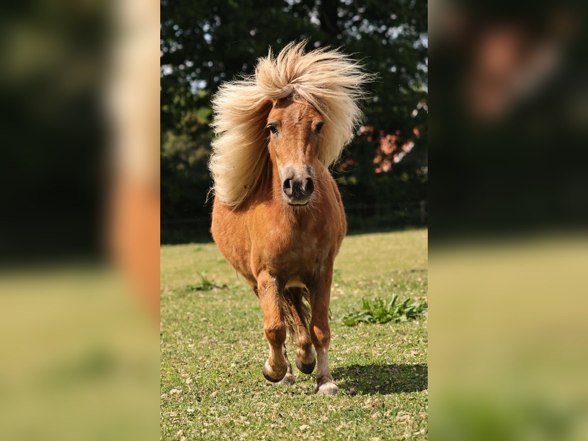 Shetland Ponies Mare 3 years 9,2 hh Chestnut-Red in Südlohn Shetland Ponies Mare 3 years 9,2 hh Chestnut-Red in Südlohn