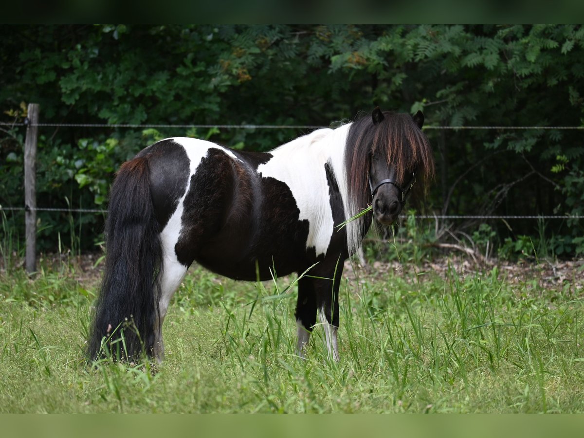 Shetland Ponies Mare 3 years 9,2 hh Tobiano-all-colors in Barger-Compascuum