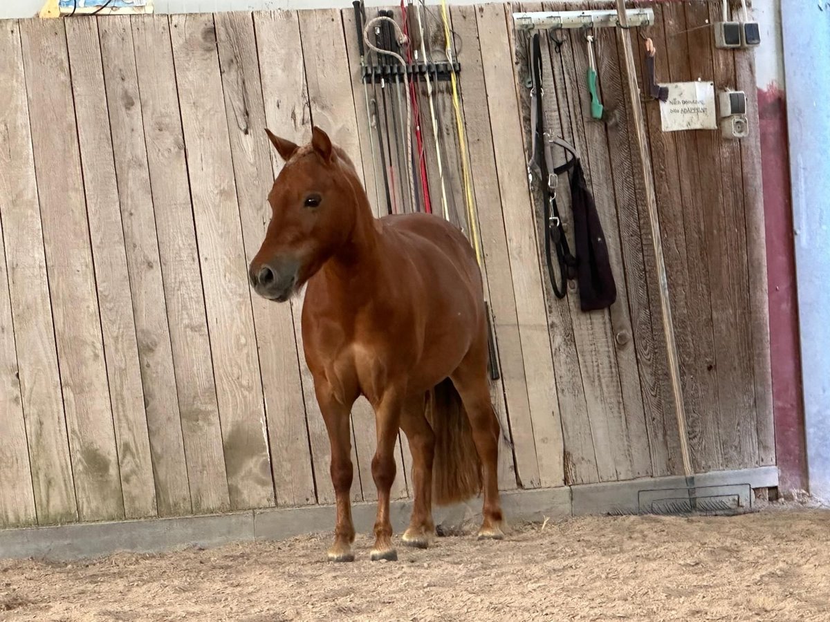 Shetland Ponies Mare 4 years 8,3 hh Chestnut-Red in Winden