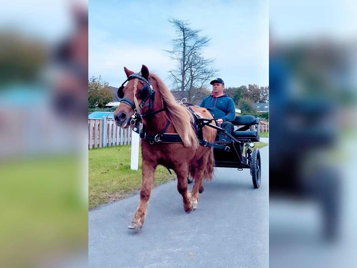 Shetland Ponies Mare 4 years 9,3 hh Chestnut-Red in Halle