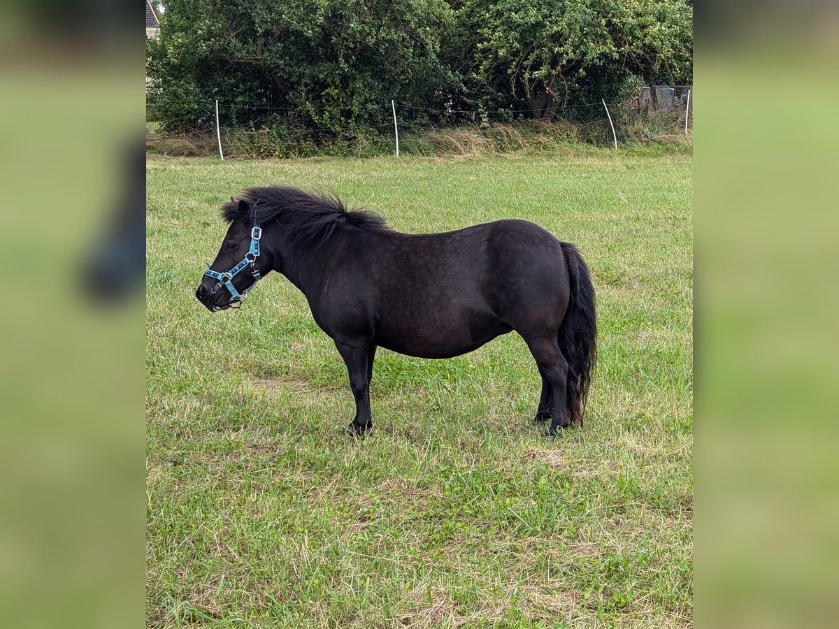 Shetland Ponies Mare 5 years 9,2 hh Black in Bütow