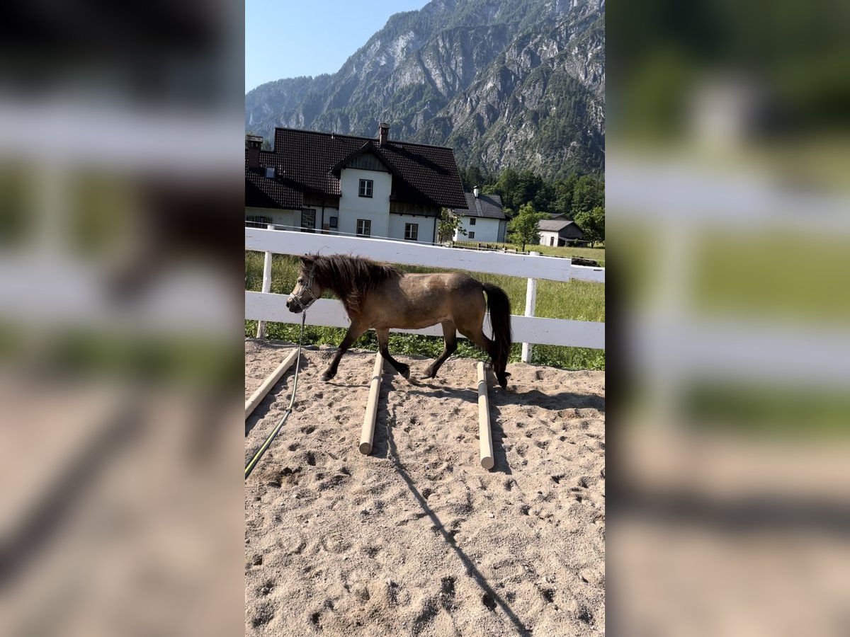 Shetland Ponies Mare 6 years 10,2 hh Brown in Schwanenstadt