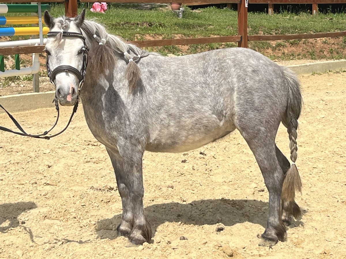 Shetland Ponies Mare 6 years 10,1 hh Gray-Dapple in Ursensollen