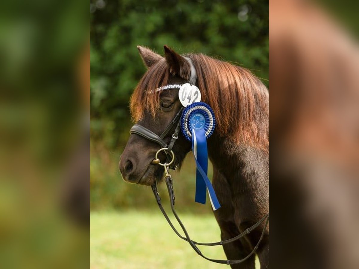 Shetland Ponies Mare 6 years 10,1 hh Pinto in Groß Molzahn