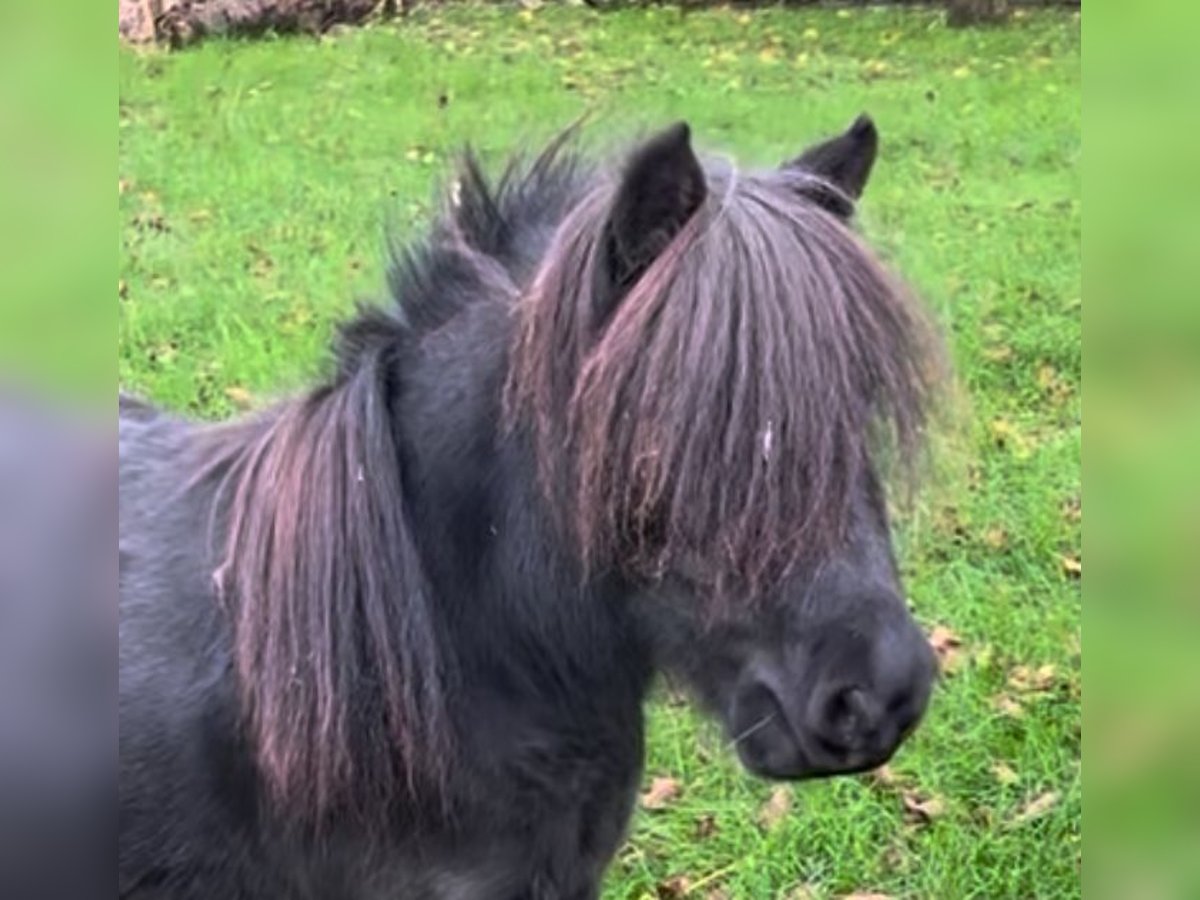 Shetland Ponies Mix Mare 6 years 7,3 hh Black in Alphen