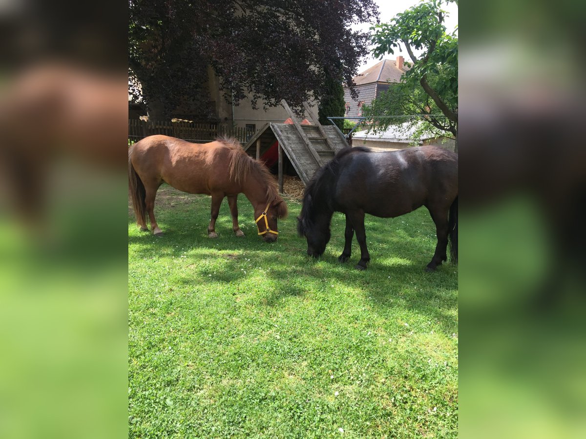 Shetland Ponies Mare 6 years 9,2 hh Black in Silbitz