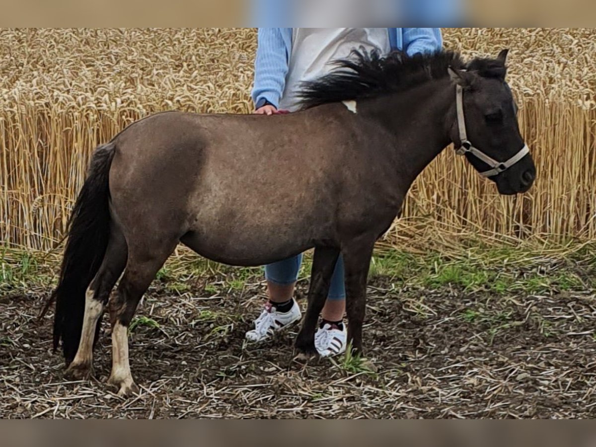 Shetland Ponies Mare 6 years 9,1 hh Dun in Obercunnersdorf
