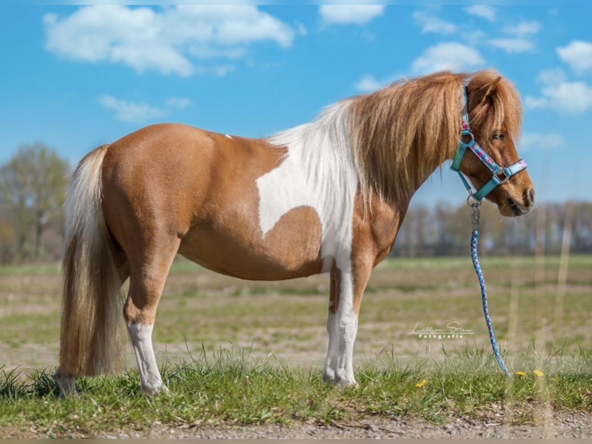 Shetland Ponies Mare 6 years 9,1 hh Pinto in Ringe