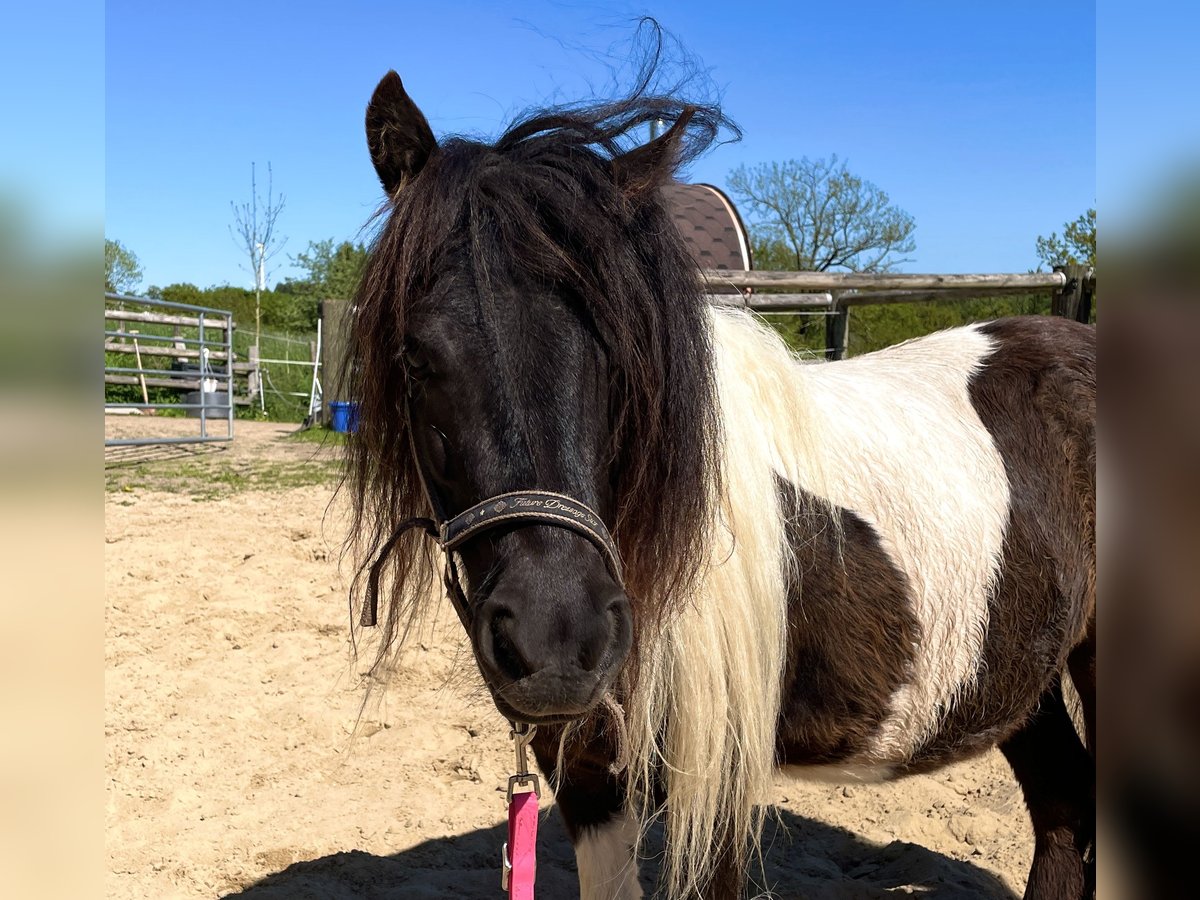 Shetland Ponies Mare 6 years 9,2 hh Pinto in Hellenthal, Losheimer Graben