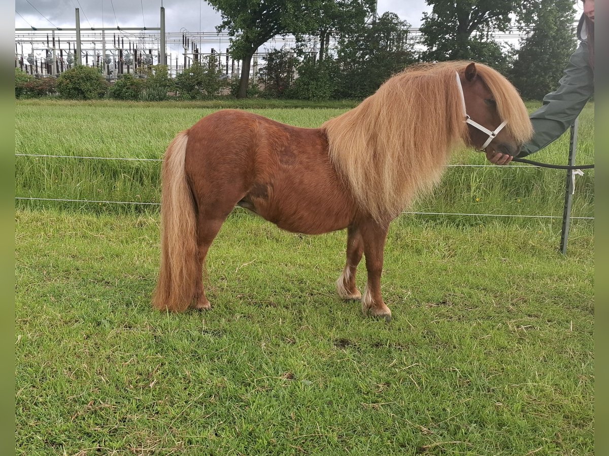 Shetland Ponies Mare 7 years 8,2 hh Chestnut-Red in Joure Shetland Ponies Mare 7 years 8,2 hh Chestnut-Red in Joure