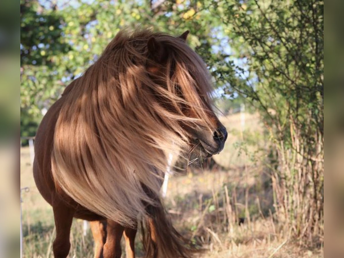 Shetland Ponies Mare 7 years 9,2 hh Chestnut-Red in Koberg