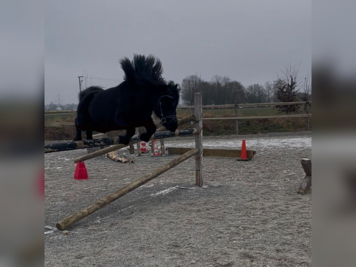 Shetland Ponies Mare 8 years 10,1 hh Black in Bad Wurzach