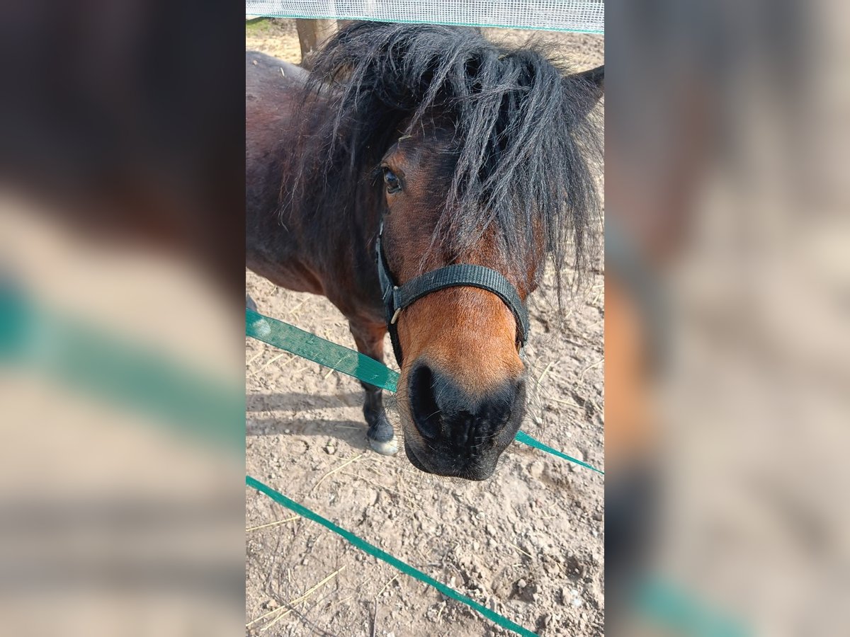 Shetland Ponies Mare 8 years 10,2 hh Bay-Dark in Worms