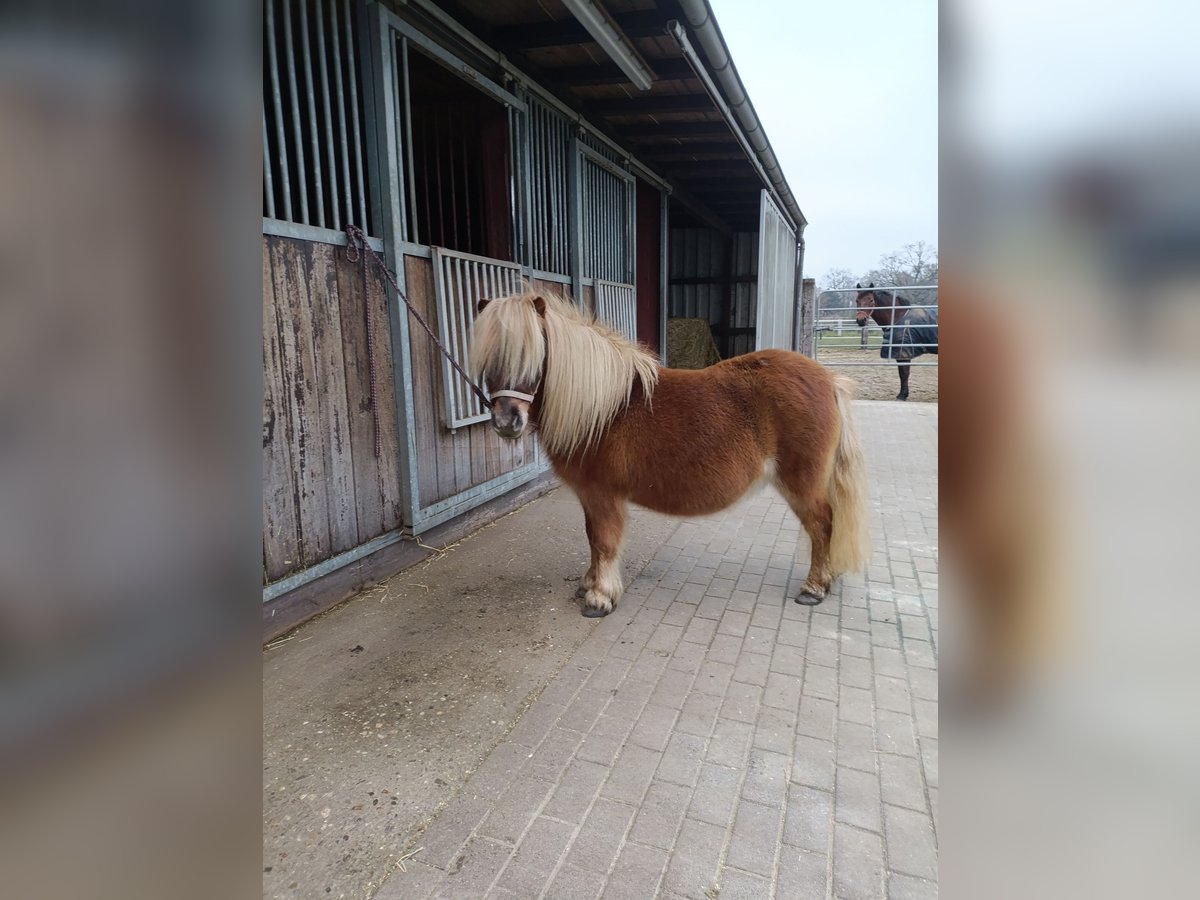 Shetland Ponies Mare 8 years 9,1 hh Chestnut-Red in Wachtendonk