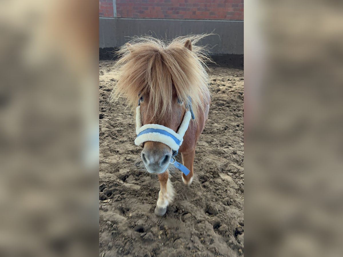 Shetland Ponies Mare 9 years 10,2 hh Chestnut-Red in Marl