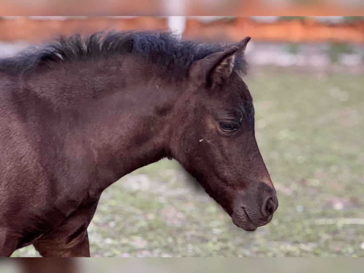 Shetland Ponies Mare Foal (05/2025) 10,1 hh Black in Gro&#xDF; Molzahn