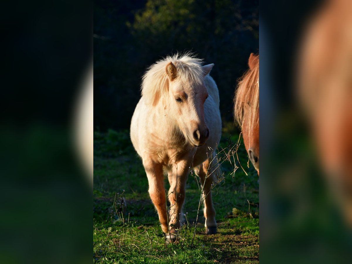 Shetland Ponies Mare Foal (03/2025) 8,3 hh Palomino in POUILLY LES FEURS