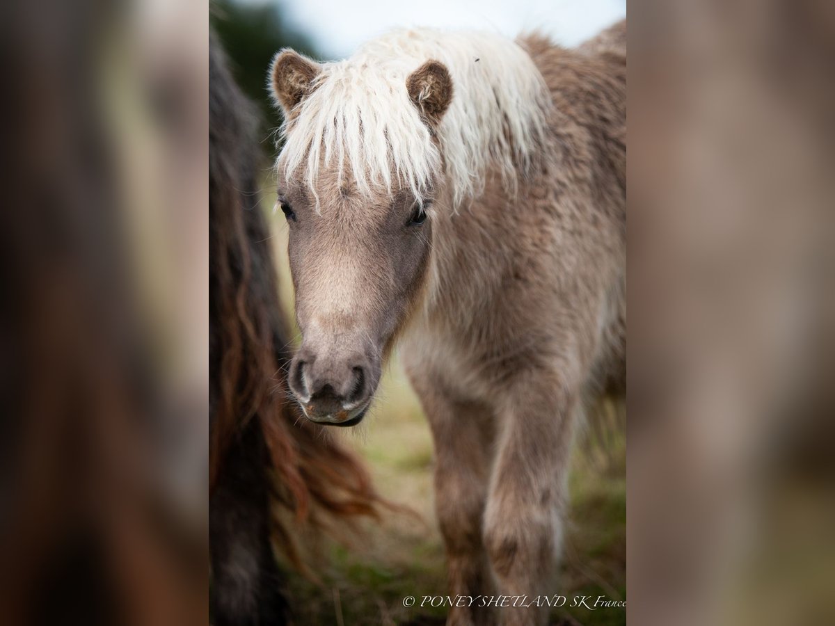 Shetland Ponies Mare Foal (04/2024) 9,2 hh Chestnut-Red in Courtonne-la-Meurdrac