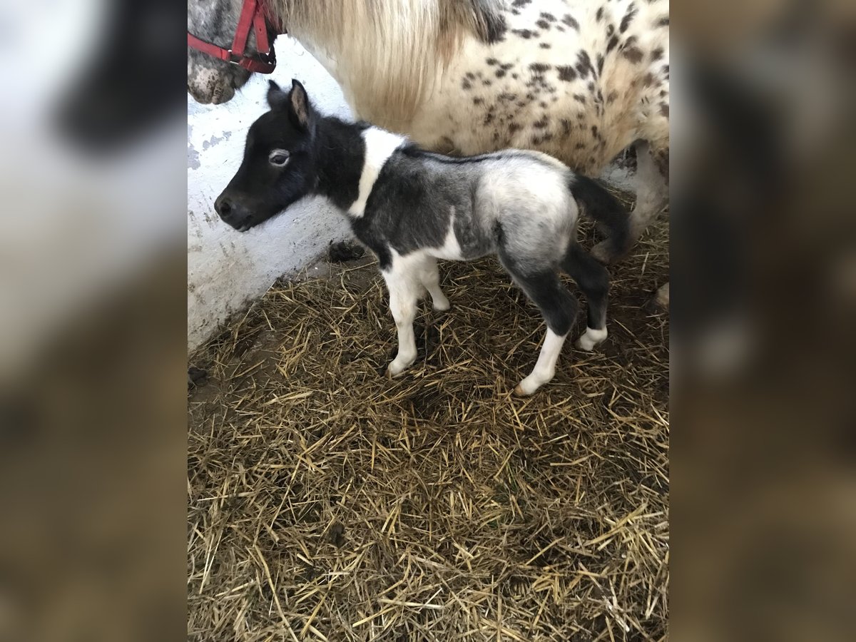 Shetland Ponies Mix Mare Foal (04/2024) 9,2 hh Leopard-Piebald in Wschowa