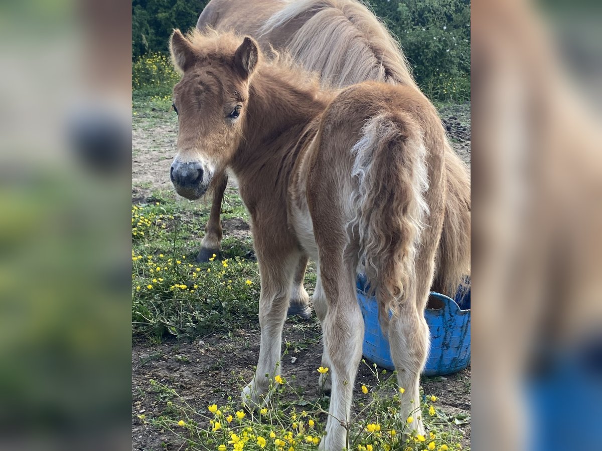 Shetland Ponies Mare  9,1 hh Chestnut-Red in Saint-L&#xE9;ger-en-Yvelines
