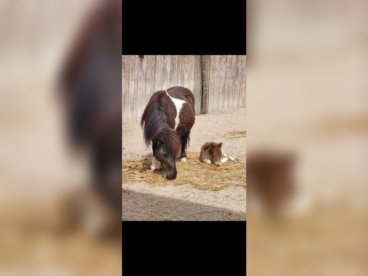 Shetland Ponies Mare  9,1 hh Chestnut-Red in Erpfendorf