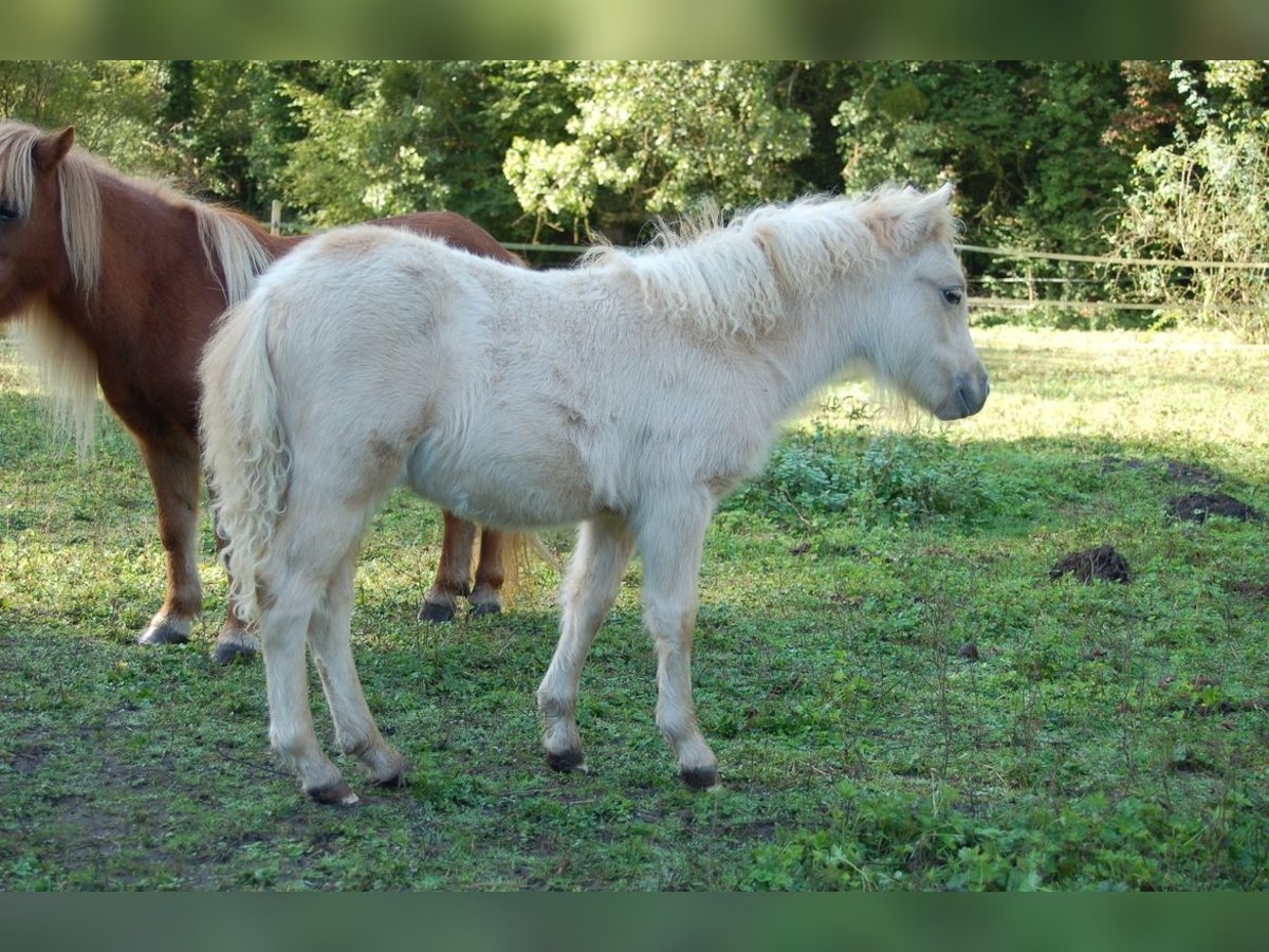 Shetland Ponies Mare Foal (05/2024) Palomino in Béthisy-Saint-Pierre