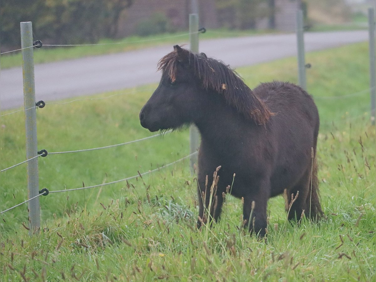 Shetland Ponies Stallion 1 year 10 hh Black in Hille