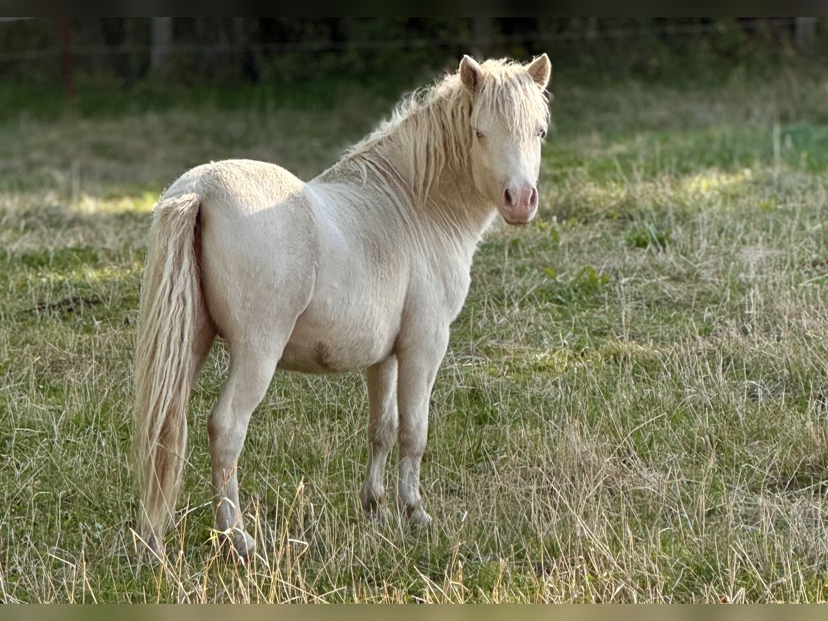 Shetland Ponies Stallion 1 year 10 hh Perlino in Gro&#xDF; Molzahn