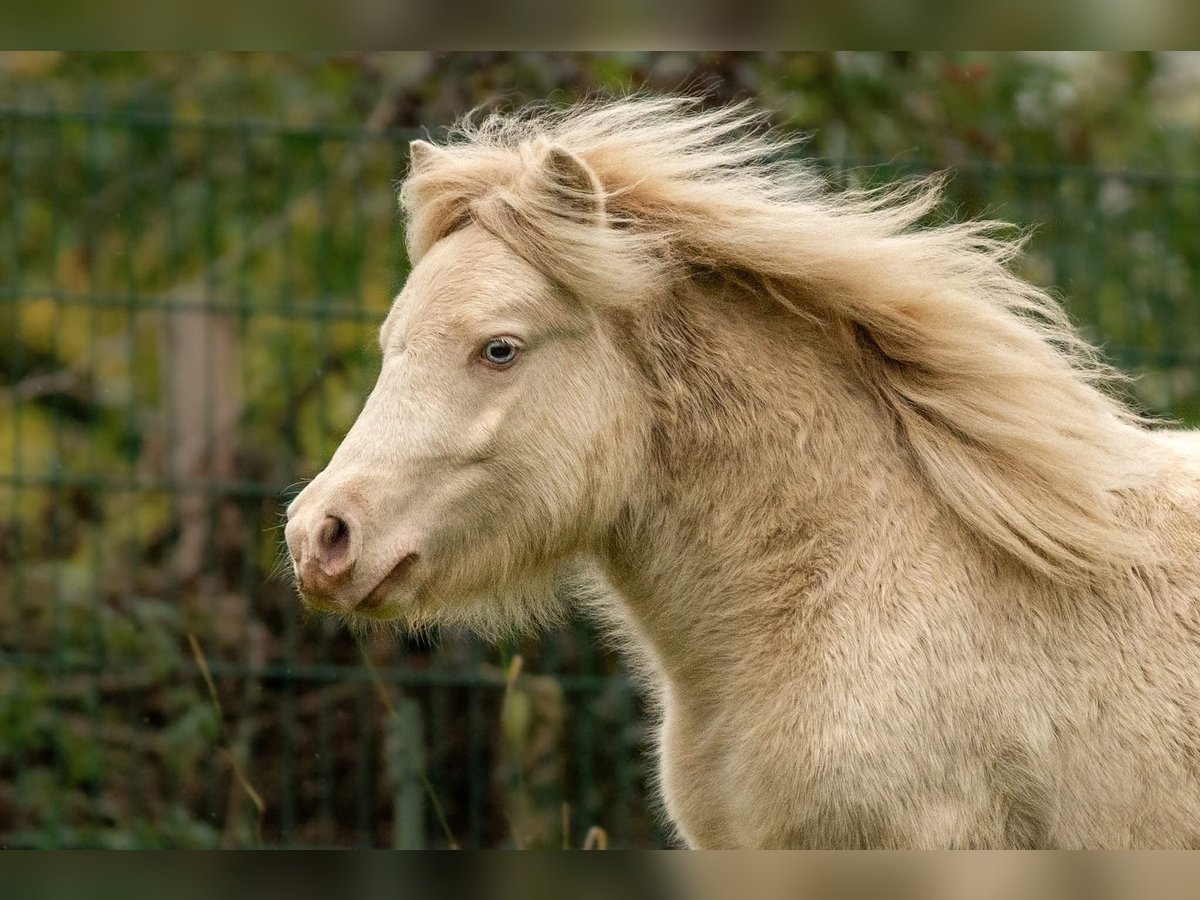 Shetland Ponies Stallion 1 year 10 hh Perlino in Gro&#xDF; Molzahn