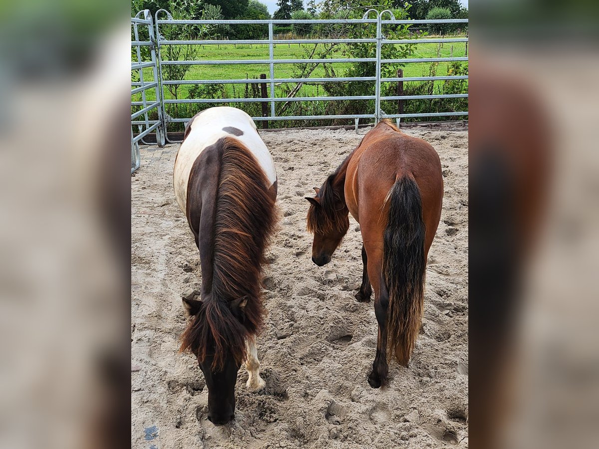 Shetland Ponies Mix Stallion 1 year 10,1 hh in Arkel