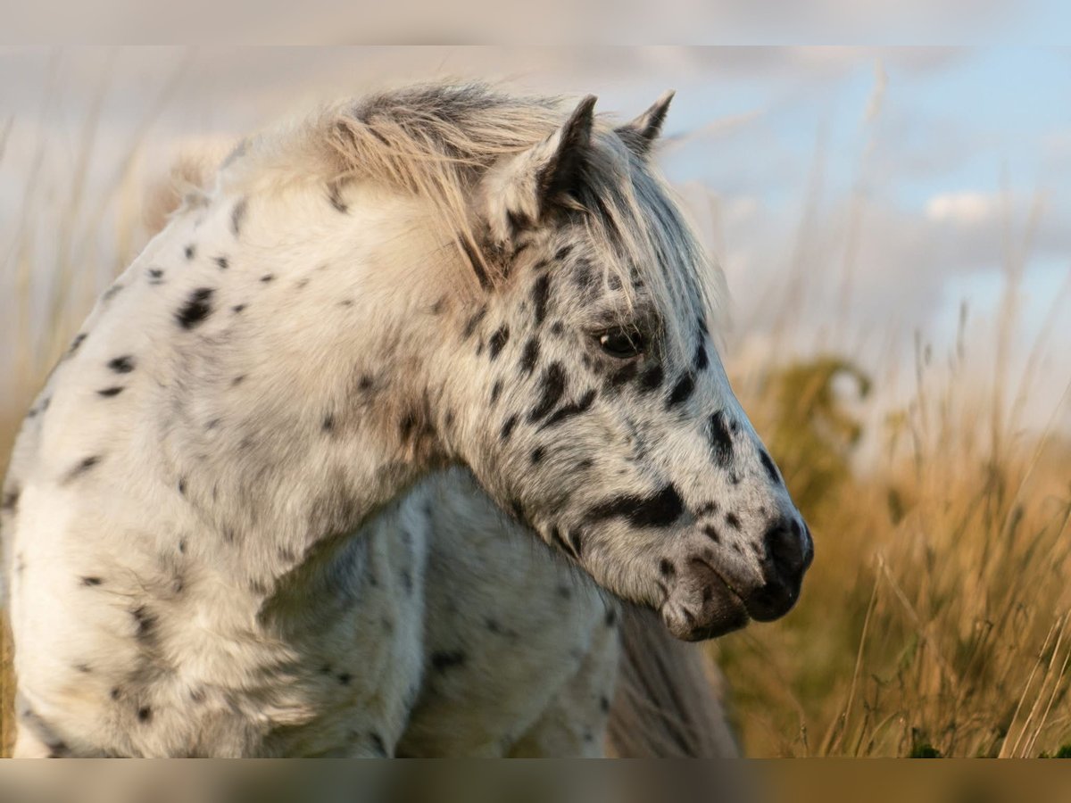 Shetland Ponies Stallion 1 year 11 hh Leopard-Piebald in Gro&#xDF; Molzahn