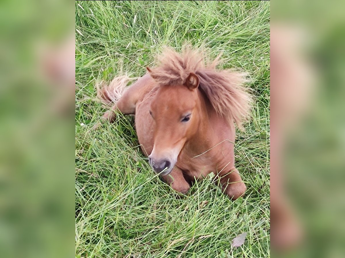 Shetland Ponies Mix Stallion 1 year 8,2 hh Chestnut-Red in Treuen