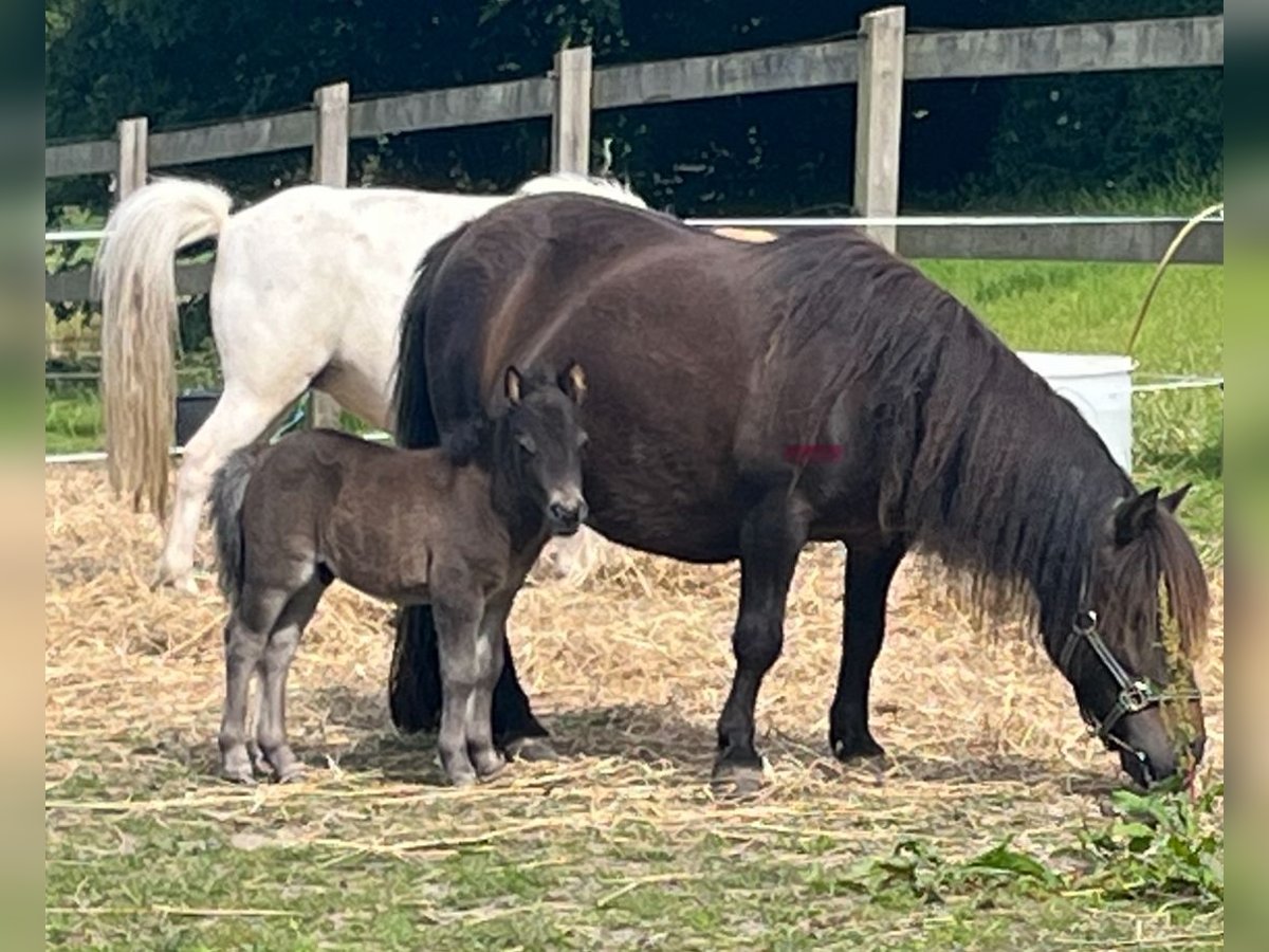 Shetland Ponies Stallion 1 year 8,3 hh Black in Græsted