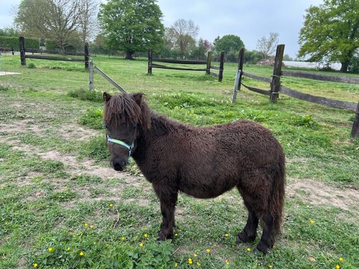 Shetland Ponies Mix Stallion 1 year 8,3 hh Black in 23b