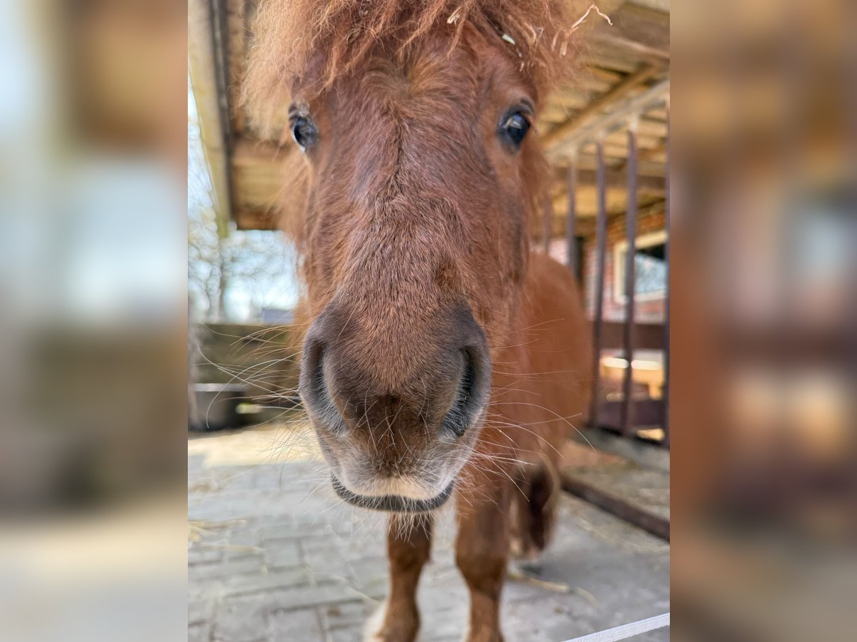 Shetland Ponies Stallion 1 year 8,3 hh Chestnut-Red in Elsfleth Shetland Ponies Stallion 1 year 8,3 hh Chestnut-Red in Elsfleth