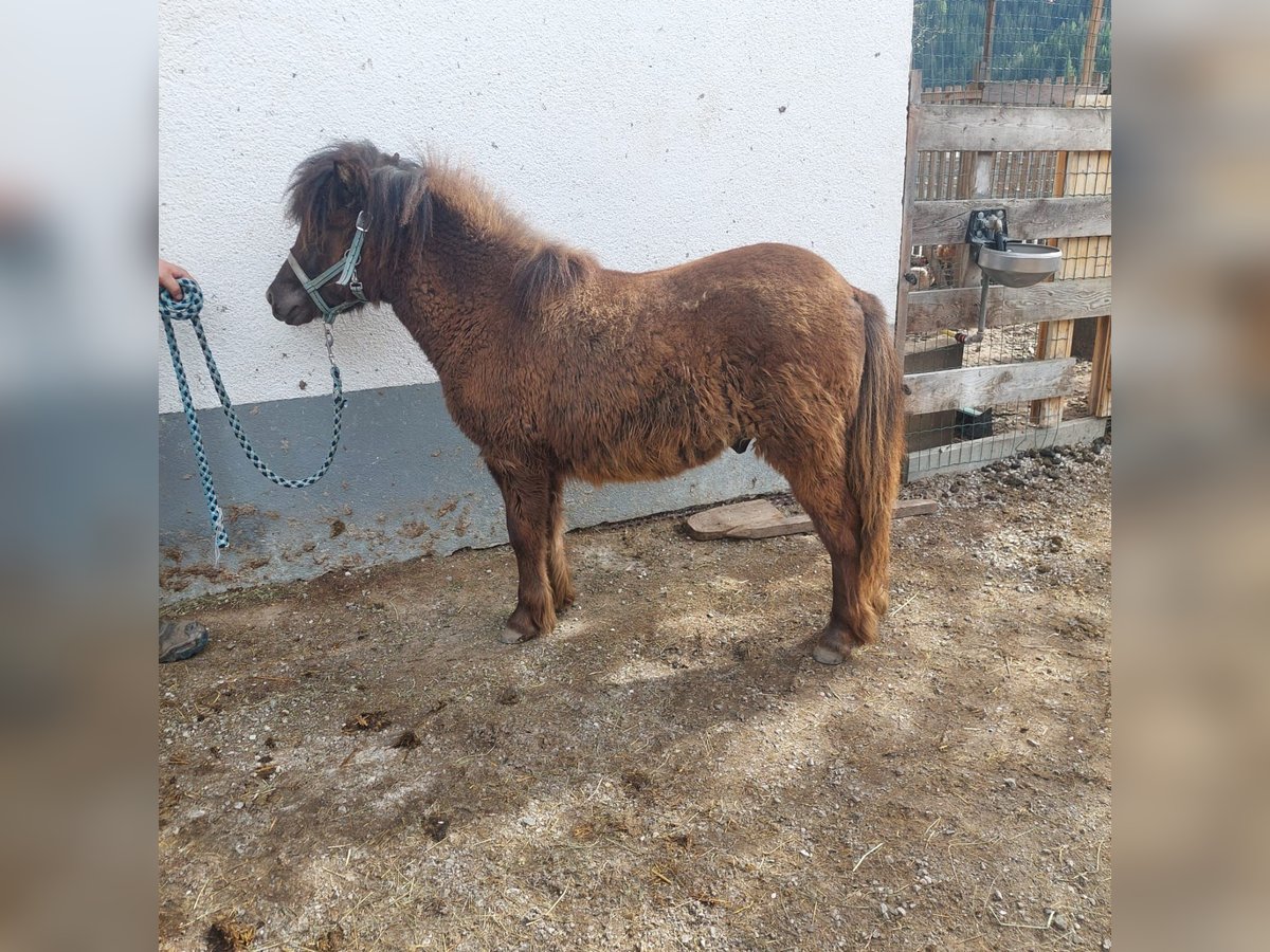 Shetland Ponies Stallion 1 year 9,1 hh Brown in Zams/Falterschein