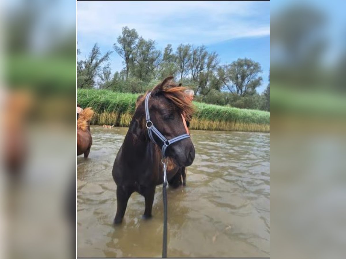 Shetland Ponies Stallion 1 year 9,2 hh Smoky-Black in Hoogvliet Rotterdam