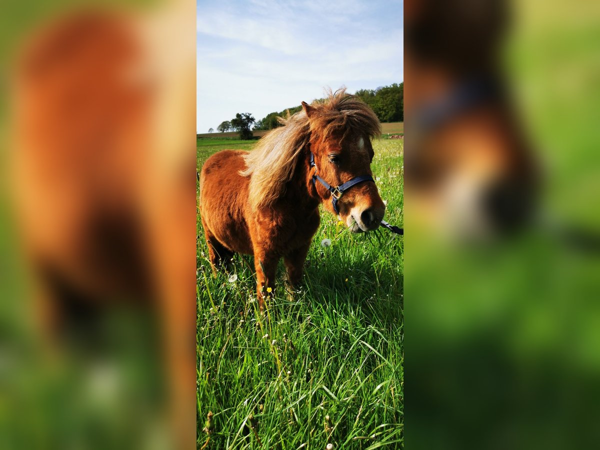 Shetland Ponies Stallion 1 year Chestnut-Red in Sinntal