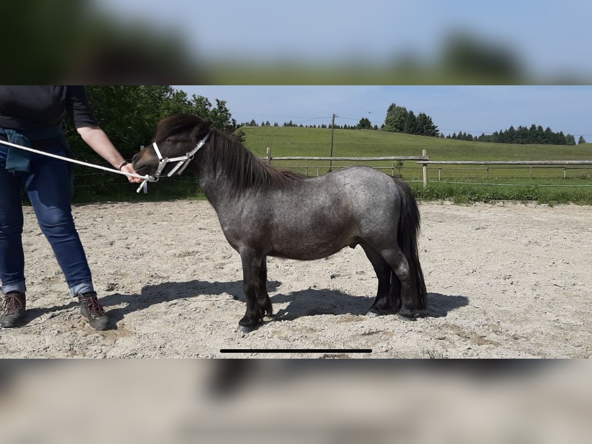 Shetland Ponies Stallion 2 years 7,3 hh Roan-Bay in Peiting