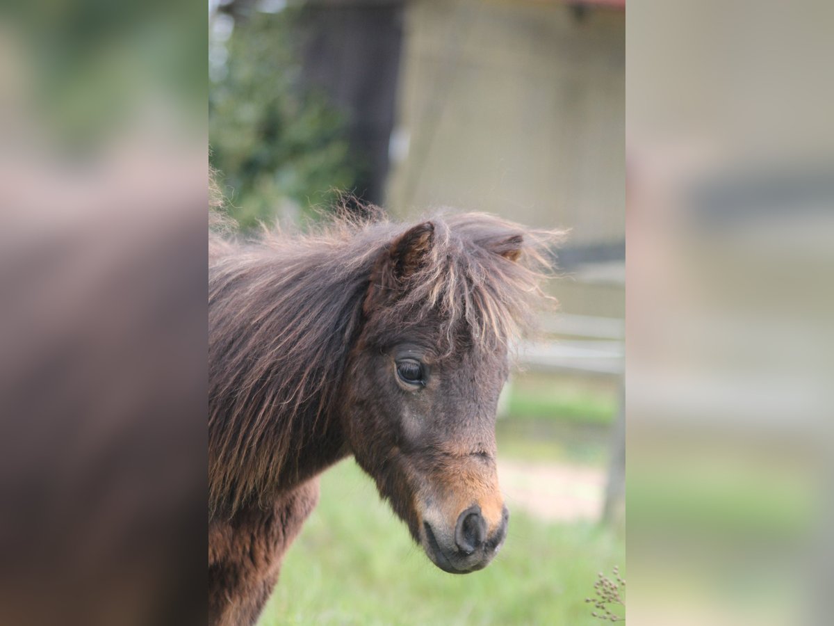 Shetland Ponies Mix Stallion 2 years 8,2 hh Bay-Dark in Kasseburg