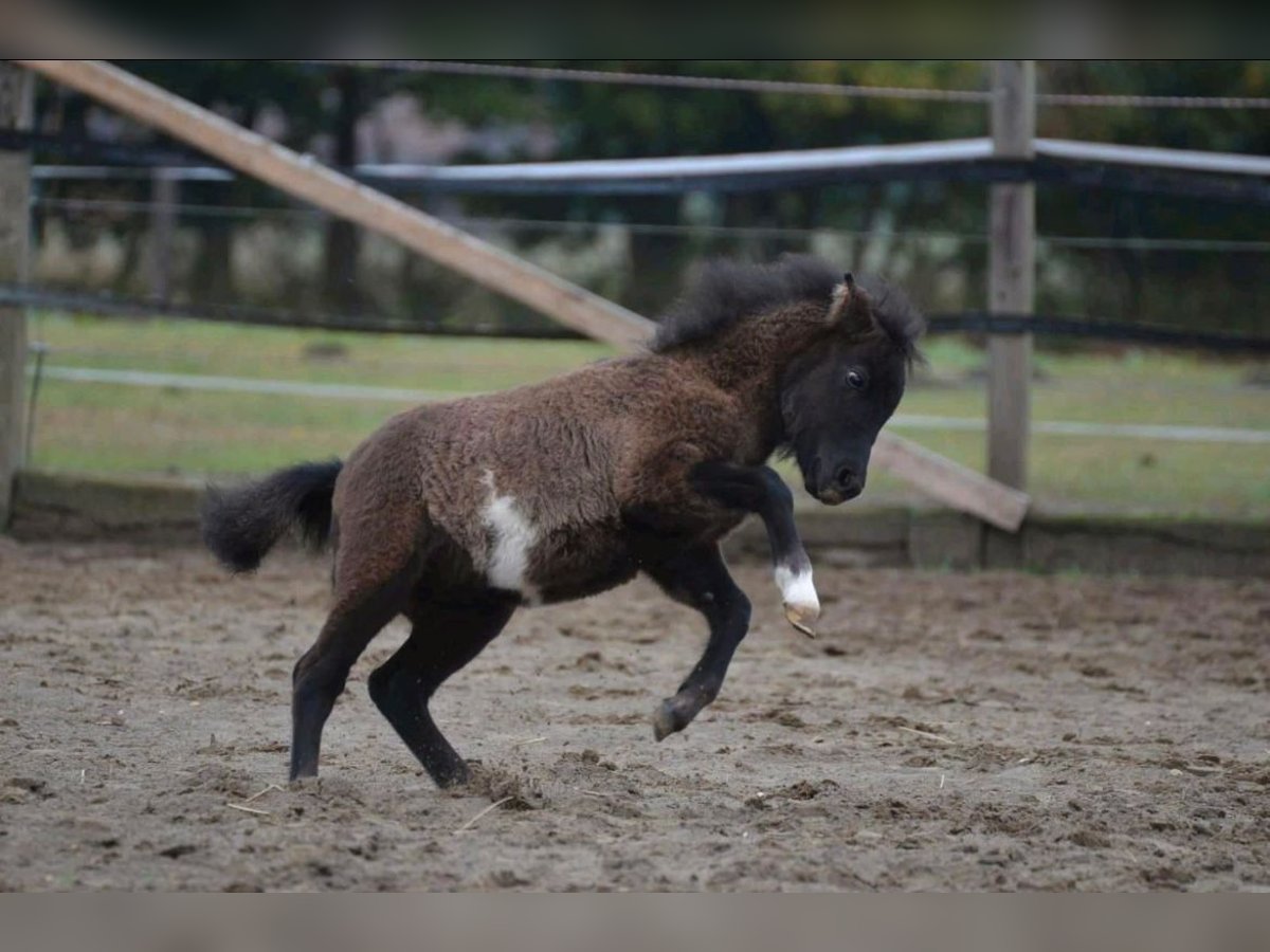 Shetland Ponies Stallion 2 years 8,3 hh Pinto in Belm