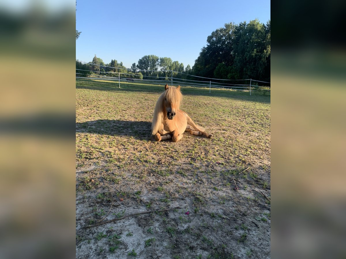 Shetland Ponies Stallion 2 years 9,2 hh Chestnut-Red in Havixbeck